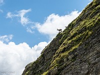 Kurz vor dem Lago del Zött winken uns ein paar Gämsen auf Wiedersehen. : Basòdino