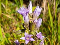 Schöne Bergblumen säumen den Weg. : Giglistock