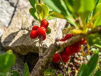 Saftige Preiselbeeren - ich freue mich schon auf den Herbst mit seinen kulinarischen Höhepunkten ... : Giglistock