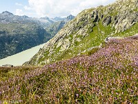 Durch hohes Gras, Erika, Alpenrosen, Blacken und andere Stauden kämpfe ich mich den Hang hinunter. Eintrag im SAC-Tourenportal "[...] durch ruppige Grashänge mit nur noch wenig Geröll hinabsteigen . Im Gras versteckte Löcher und hohe Tritte verlangen vorsichtiges Gehen." Tatsächlich komme ich nur langsam vorwärts, und immer wieder muss ich zwischen Felsbändern einen Durchschlupf finden. : Juchlistock