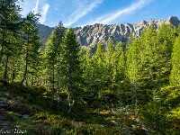 Der Wanderweg führt zur Alpe di Ravina. Jetzt, am 20. September 2026, tragen die Lärchen noch ihr sommerlich grünes Nadelkleid. : Passo Sassello, Passo dei Sassi
