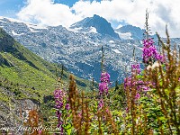 2024-08-09 10 Piz Medel 800  DSC2437 : Piz Medel