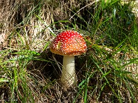 Saftige Pilze zieren den Wanderweg. : Via Alta Verzasca 2025