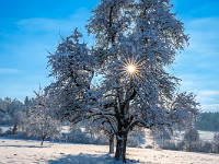 Ein perfekter Sonnenstern an einem Birnbaum bei der Dörndlen. : Winter Hohenrain