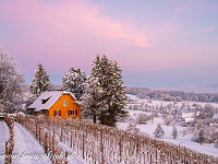 Schöner Himmel über dem Rebberg bei der Kommende Hohenrain. : Winter Hohenrain