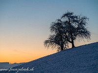 Obstbäume in Hohenrain. : Winter Hohenrain