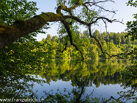 Ein neuer Tag bricht an am Rotsee. : Rotsee, See, Spiegelung, Wasser