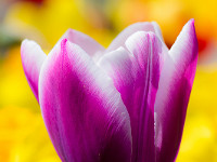 Tulpe : Blumen