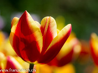 Tulpen : Blumen