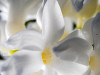 Hyazinthen : Blume Blüte