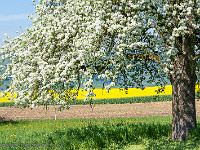 Frühling in Hohenrain : Hohenrain Frühling Blüte