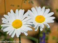 Margeriten : Blume, Blüte