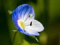 Chatzenäugli : Blume Blüte