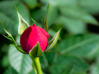 Eine Rose, zart und fein : Frühling Garten Blüten