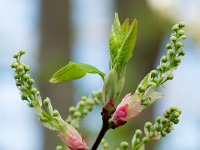 Traubenkirsche : Frühling Garten Blüten