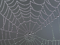 ... in filigrane Perlenketten - grandiose Kunstwerke! : Spinnennetz Tautropfen