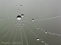 Der Nebel verwandelt die Spinnennetze... : Spinnennetz Tautropfen