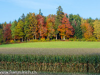 Kräftige Herbstfarben in Hohenrain : Herbst Bäume Wald