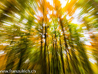 Der herbstlich farbige Buchenwald lädt zu einem Experiment ein: Während der Aufnahme die Brennweite verändern... : Herbst Bäume Wald