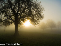 Feine Nebel umgarnen die Obstbäume : Herbst Bäume Wald Nebel