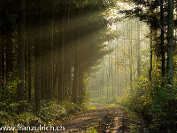 Herbstwald : Herbst Bäume Wald Nebel