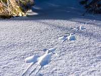 Tierspuren im frisch verschneiten Wald. : Gitschenen, Isenthal, Schnee, Schneeschuhtour, Winter