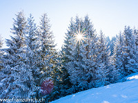 Ein Skitag im Sörenberg, wie aus dem Bilderbuch... : Gegenlicht, Schnee, Sonne, Tanne, verschneit
