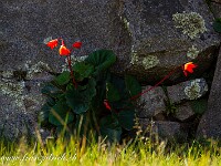 20191130 1201-Machu Picchu 800 FU0 9782 : Machu Picchu