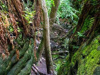 2025-06-15 UK2025 800 FUL2328 : Dunino Den, Fort William, Forth Bridge, St. Andrews