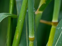 2025-06-05 UK2025 800 FUL1565 : Kornkreis Warminster Wiltshire