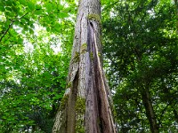 2024-07-05 Megalithweg + Verenaschlucht Solothurn 800  FUL0624 : Megalithweg, Solothurn, Verena-Schlucht