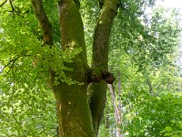 2024-07-05 Megalithweg + Verenaschlucht Solothurn 800  FUL0637 : Megalithweg, Solothurn, Verena-Schlucht