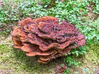 Ob die wohl essbar sind? : Engadin