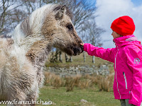 Die wild lebenden Dartmoor-Ponys geniessen ihre Freiheit und sind zuweilen auch ganz zutraulich, wenn man sich mit dem nötigen Respekt verhält : Schottland England 2015