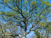 Mächtige, alte Bäume im Matley Wood : Schottland England 2015