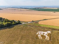 Und das Roundway White Horse nördlich  von Devizes.  default : Kornkreis