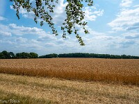 Ein riesiges Weizenfeld - doch wo ist der Kornkreis? : England 2026