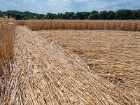 Auf einer Traktorspur mache ich mich auf den Weg ins Innere. Die Details sind erstaunlich. : England 2026