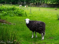 Schafe hat es viele in Grossbritannien! : Wast Water Wasdale