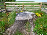 Doch neues Leben reckt sich ... : Devils Pulpit, Sycamore Gap, Vindolanad