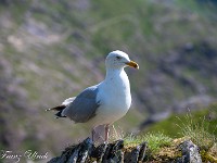 Was bei uns die Dohlen, sind hier die Möwen. Kaum setze ich mich für eine Pause hin, werde ich umschwärmt. Dafür hat sich meine Frage nach der Entsorgung des Apfelbitzgis elegant geklärt. In einem Schluck ist es im Magen der Möwe verschwunden. : Snowdon