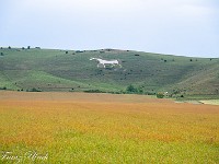 Von Weitem sieht das Alton Barnes White Horse eindrücklich aus. : Avebury, White Horse Alton Barnes