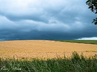 Kornfeld bei Avebury. Ich stelle mir vor, wie hier vor meinen Augen ein Kornkreis entsteht. : Avebury