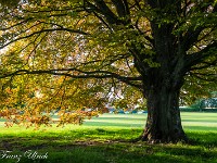 Avebury. : Avebury, Cooden Beach, Hackpen Horse, Kornkreis, Long Man of Wilmington