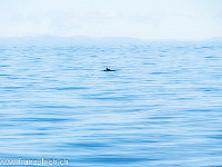 Auf der Rückfahrt zeigt sich in weiter Ferne noch eine weitere Spezies: Ein Zwergwal (auch Mink- oder Minkewal genannt). : Island