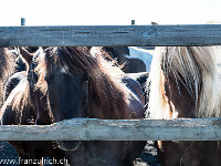 Zu Island gehören auch die gleichnamigen Ponys, eine vielseitige und robuste Pferderasse. : Island