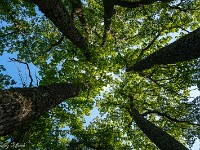 2025-08-23 24 Mont Sainte-Odile 800  FUL3207 : Mont Sainte-Odile