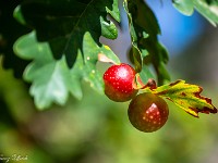 2025-08-23 24 Mont Sainte-Odile 800  FUL3266 : Mont Sainte-Odile