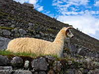 Die Inkastadt ist heute noch bewohnt... : Machu Picchu
