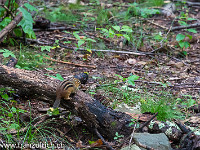 Ab und zu wuselt ein Streifenhörnchen über den Waldboden. : Shenandoah